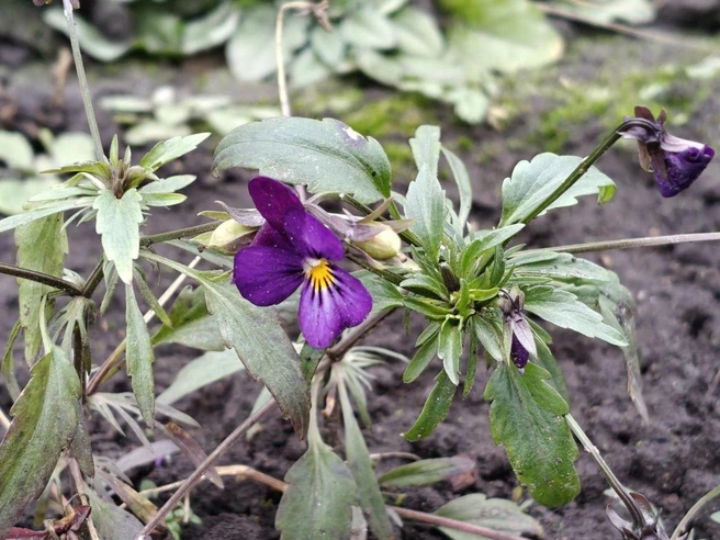 Фиалка, цветущая в декабре. | Источник: читатель NN.RU