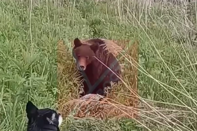 Опубликован новый фрагмент видео с медведем из Углегорска