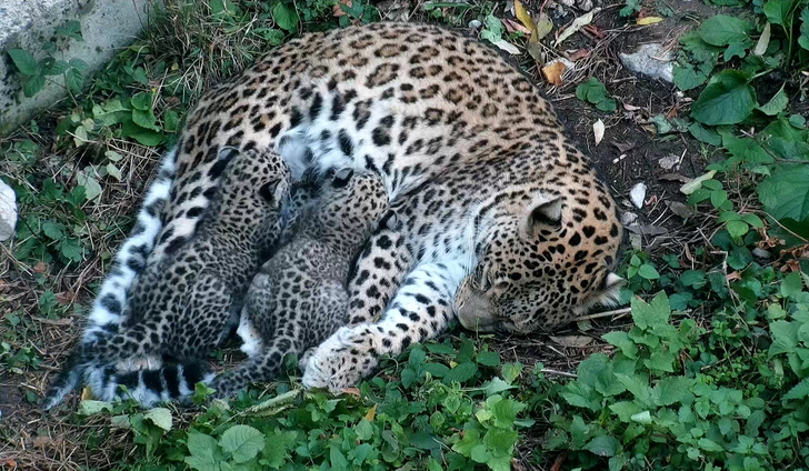Редкие звери: как спасают краснокнижных леопардов на Кавказе