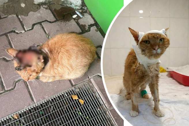 Кота Лучано подожгли подростки в Домодедово, но он выжил и еще долго боролся за жизнь в ветклинике | Источник: Кусочек счастья для бездомной кошки / T.me