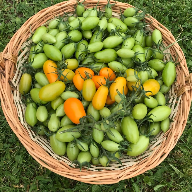 Наталья любит заниматься посадками, ухаживать за культурами, а потом собирать урожай | Источник: Наталья Горелик 