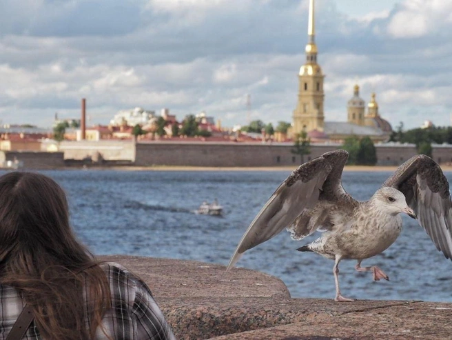 Петербург ждут дождливые выходные с грозами | Источник: Михаил Огнев / «Фонтанка.ру»