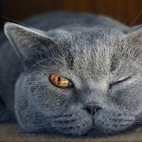 Аватарка zhukzhuk