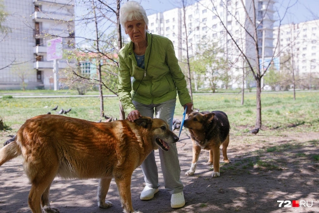 Альбина Гордеевна и ее дворняги. Она гуляет с ними по городу, кормит и никому не дает в обиду  | Источник:  Ирина Шарова / 72.RU 