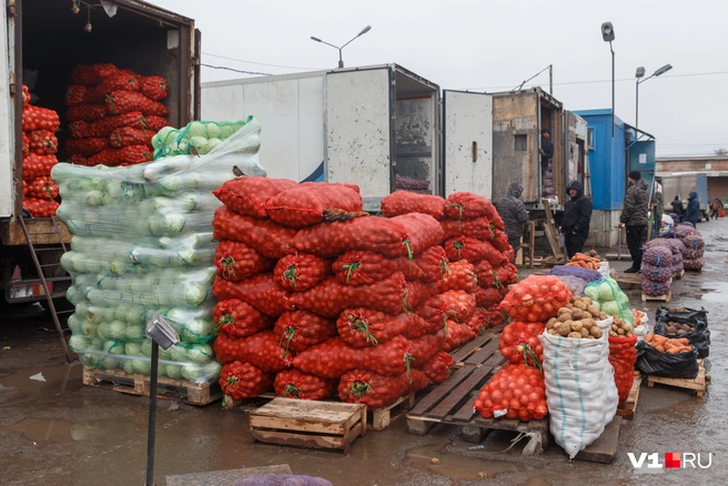 Проблемы с урожаем лука затронули и соседние регионы | Источник: Алексей Волхонский / V1.RU