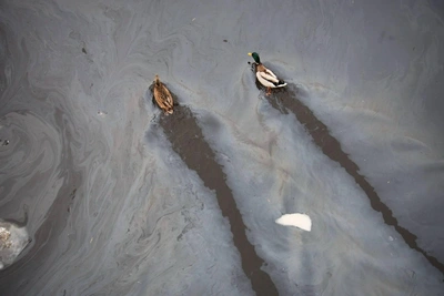 Петербуржцев встревожили масляные разводы на Неве