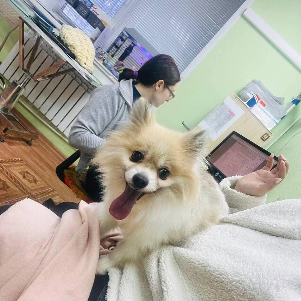 Шпиц в ветеринарной клинике | Источник: Ксения Фридель