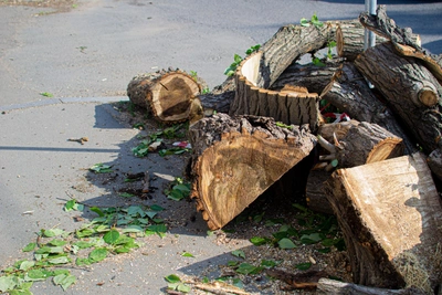 В Воронеже вырубят 4190 деревьев в 2026 году