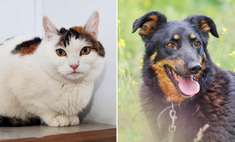Первомайский котопёс: возьмите из приюта ласковую кошку Дори или собаку-оптимистку Доби