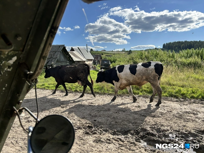 Живая деревня | Источник: Алексей Тайганавт / NGS24.RU