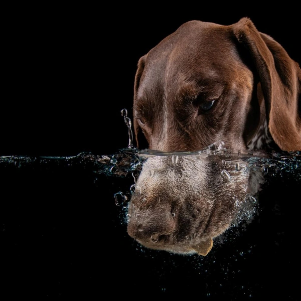 Финалист в номинации «Студийная съемка» | Источник: Carly DeArmond / Dog Photography Awards 2025