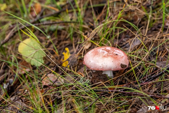 Мы посмотрели, какие грибы вырастут в Омской области в августе  | Источник: Кирилл Поверинов / 76.RU