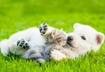 40+ милейших фото щеночков и котят, которые живут дружно
