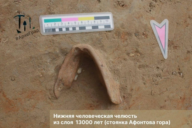 Кроме челюсти мамонта, на Афонтовой горе нашли нижнюю челюсть человека | Источник: «ГрадВестник» / Telegram