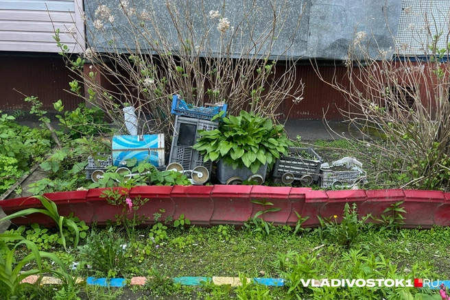 Источник: Елена Буйвол / VLADIVOSTOK1.RU