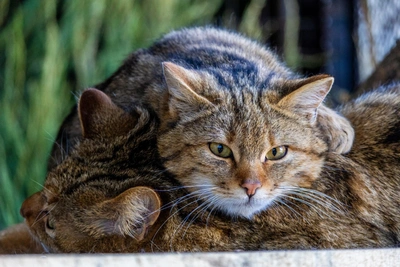Лесных котов перевезли в Иваново из Новосибирска