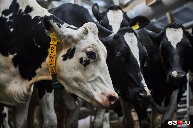 Источник: Роман Данилкин / 63.RU