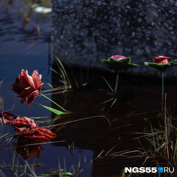Цветы утонули в воде | Источник: Евгений Софийчук / NGS55.RU