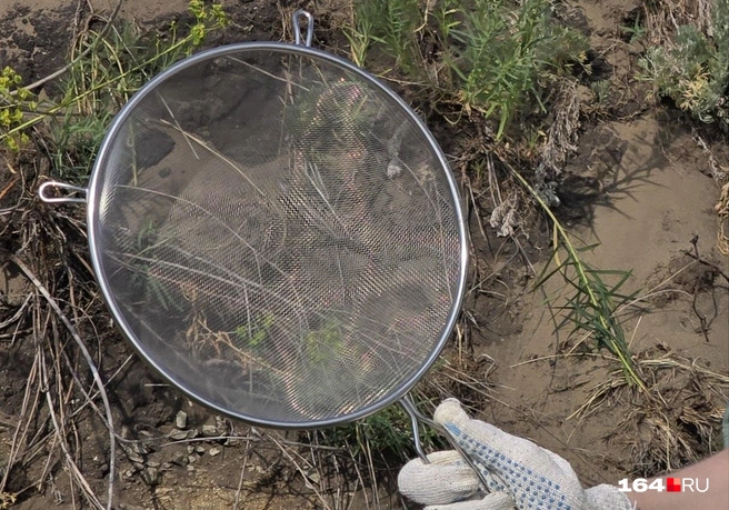 Это сито с кухни мы использовали для просеивания песка | Источник: Семен Коротов-Майбах / 164.RU