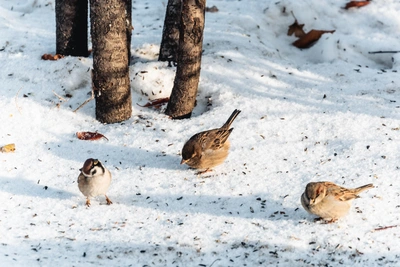 Морозы до -30°C ожидаются в Алтайском крае на выходных