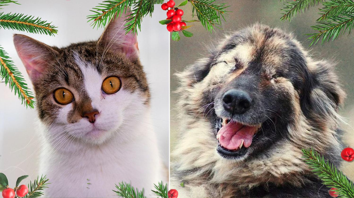 Рождественский «Котопёс»: возьми из приюта нежную собаку Малышку или ласкового кота Фокуса