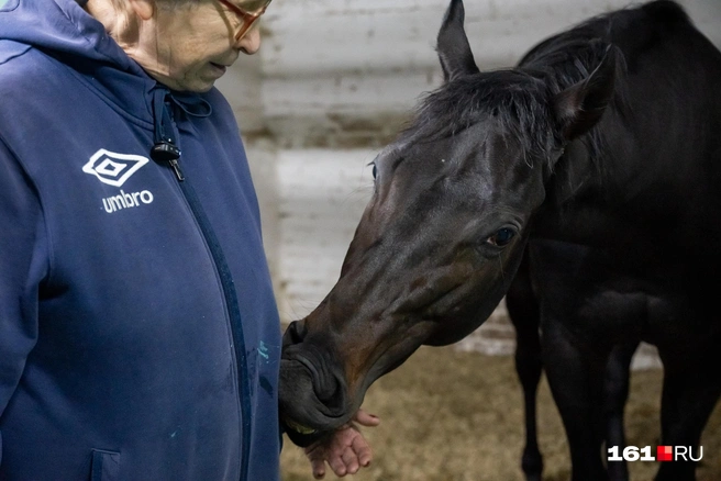 Лошадки любят баловаться | Источник: Евгений Вдовин / 161.RU