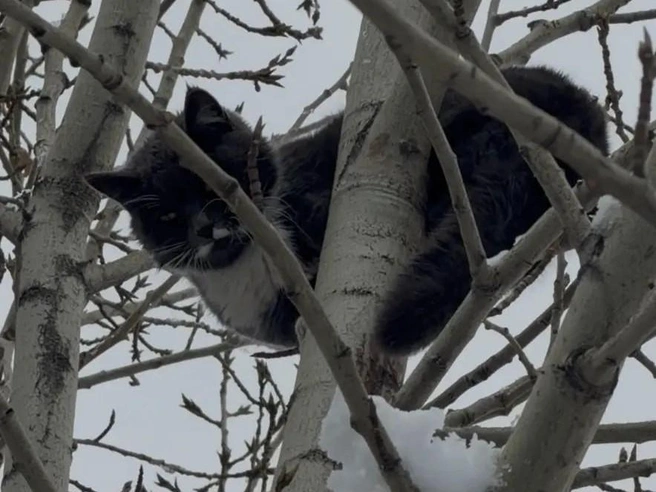 Котик просидел на дереве всю ночь | Источник: очевидец