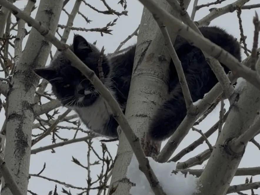 «Они могли отмахнуться, но не сделали этого». Сотрудники ГИБДД и несколько прохожих сняли кота с де…