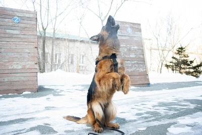 Телеграм-канал с видео убийства животного заблокирован судом