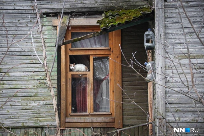 Котики тоже вышли прогуляться | Источник: Наталья Бурухина / NN.RU