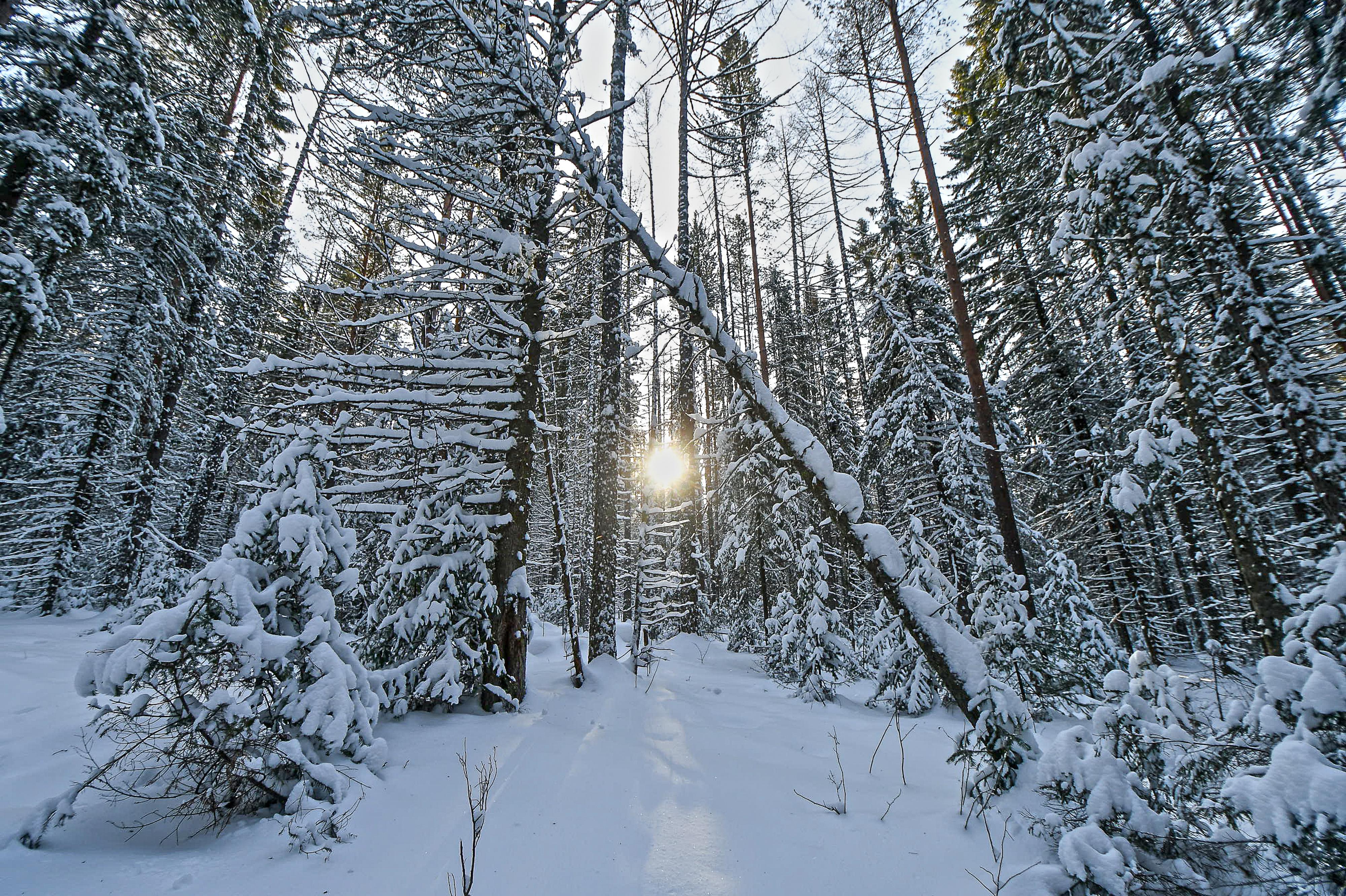 «Тайга кровью пропитана»: экс-спасатель рассказал, почему не могут найти семью Усольцевых в сибирском лесу — трагические версии
