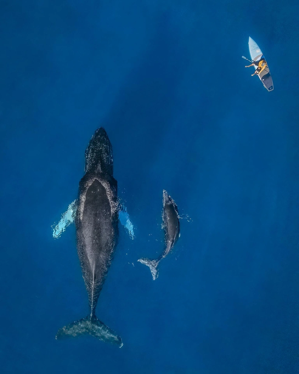 Так выглядит семейная идиллия | Источник: Bill Ehman / Ocean Conservancy Photo Contest 2026
