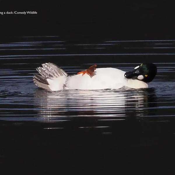 Источник: Comedy Wildlife Photography Awards