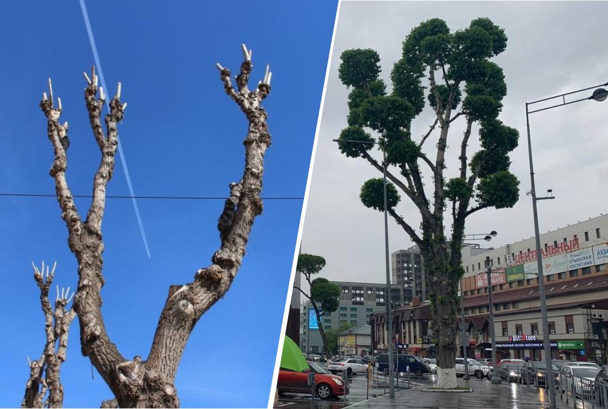 А что, так можно было? В Тюмени нашли способ красиво обрезать деревья — выяснили, будет ли в Перми так же шикарно