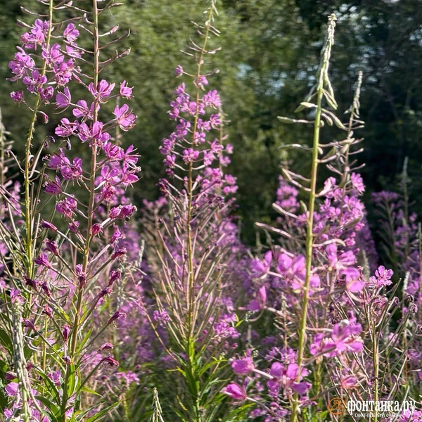Поле иван-чая | Источник: Милена Солдатенко / «Фонтанка.ру»