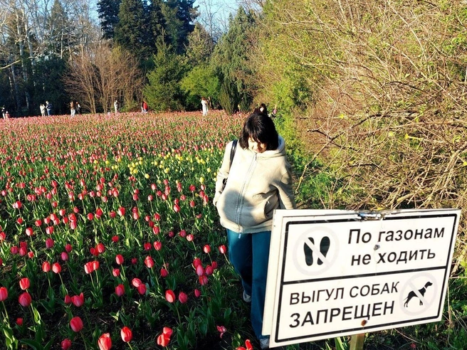 Тюльпаны вытоптали | Источник: Екатерина Железнова / 93.RU