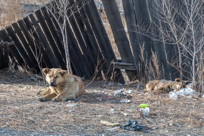 Стая бродячих собак атаковала работника свалки