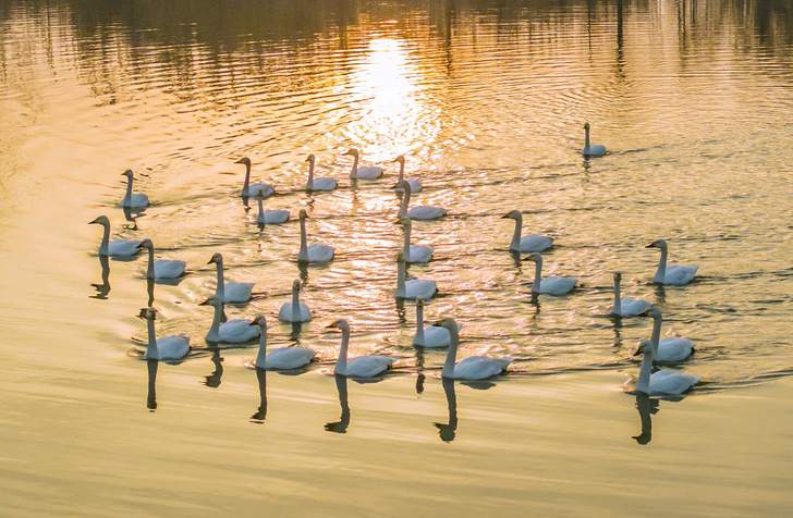 Китайские лебеди встречают закат