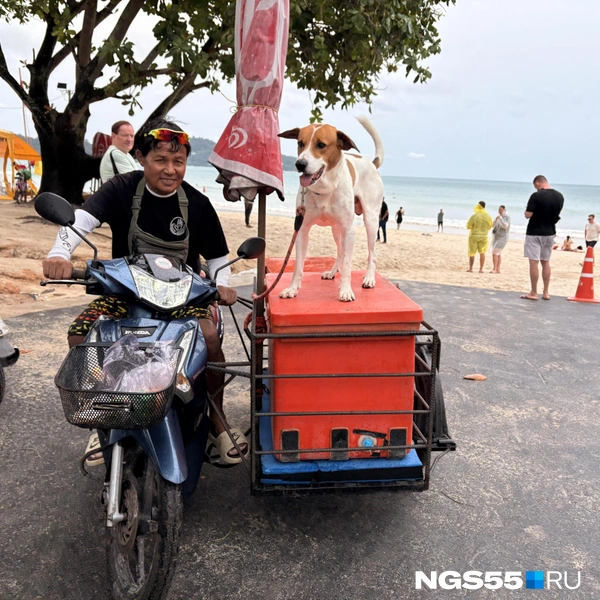 Собака-улыбака | Источник: Тамара Башаева / NGS55.RU