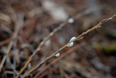 В Кургане тепло сменится заморозками и дождями