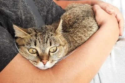 В Приамурье стерилизовали свыше 500 питомцев по льготе