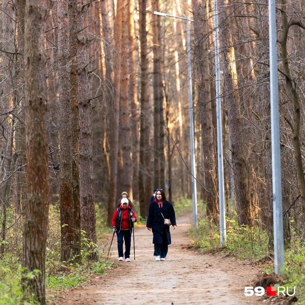 Из парка люди уходят гулять дальше, в лес | Источник: Василина Любимова / 59.RU