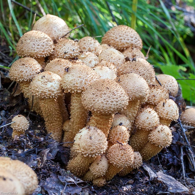В пищу такой гриб употреблять нельзя | Источник: mycology.su