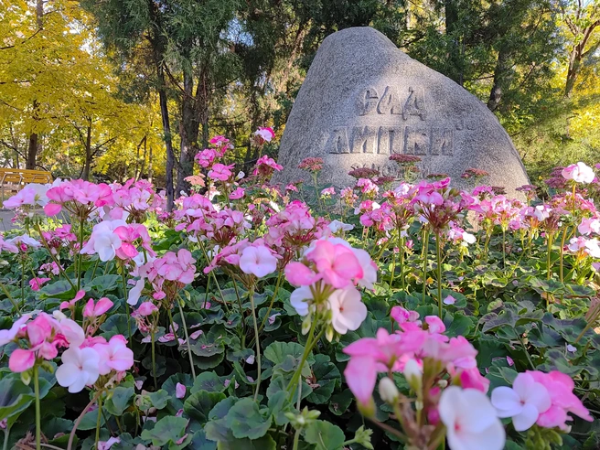 Прекрасные осенние цветы. | Источник: Сергей Гендин / 164.RU