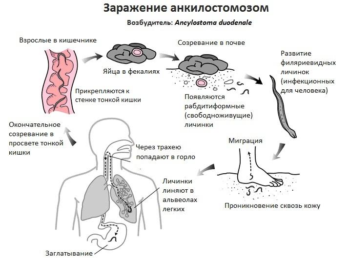 Источник: «Центр гигиены и эпидемиологии в Пермском крае»