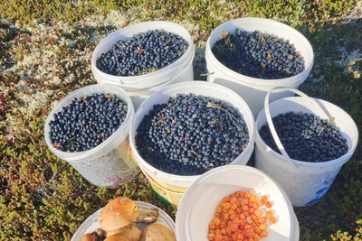Murmansk Woman Gathers Huge Buckets of Blueberries