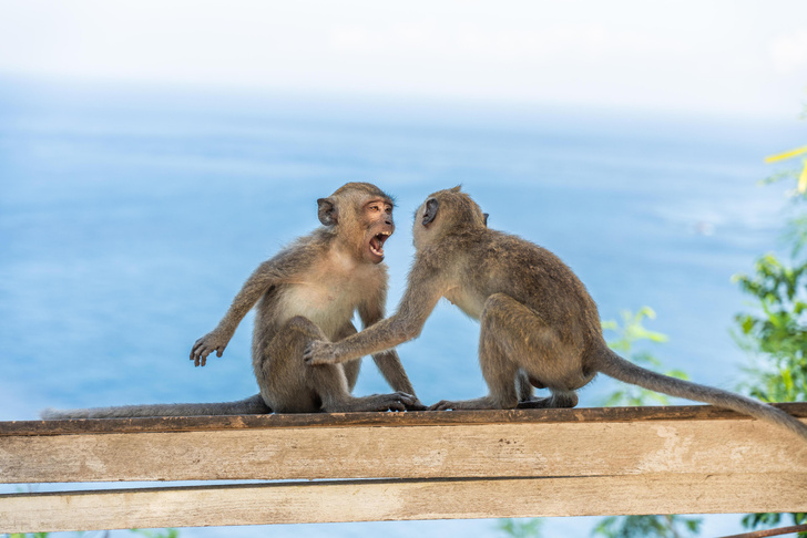 Узнаете своих детей: как обезьяны-подростки изводят окружающих