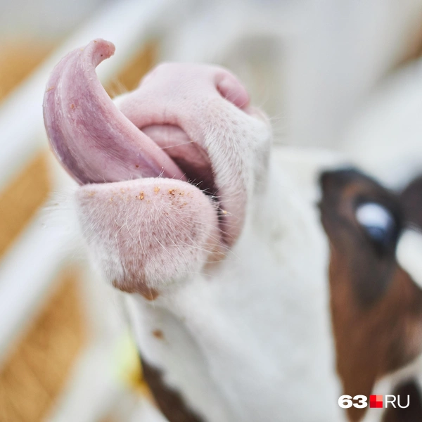 Источник: Роман Данилкин / 63.RU