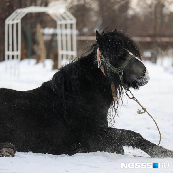 С ним часто фотографируются клиенты клуба | Источник: Евгений Софийчук / NGS55.RU