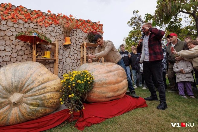 Дебютный надрез в мякоти тыквы произвел настоящий ажиотаж | Источник: Алексей Волхонский / V1.RU